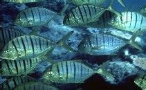 badlon fish|Gnathanodon speciosus, Golden trevally : fisheries, aquaculture .